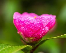 Flora
